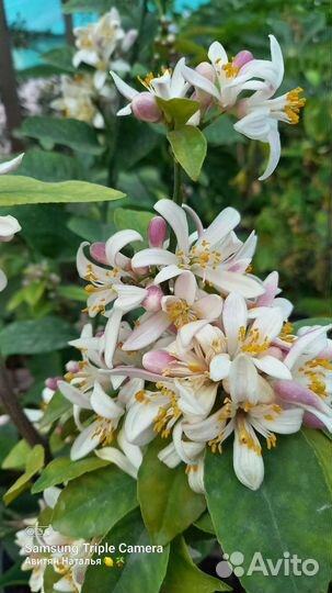 Лимон Мейер