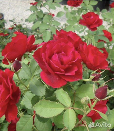 Роза Хоуп оф Хьюманити