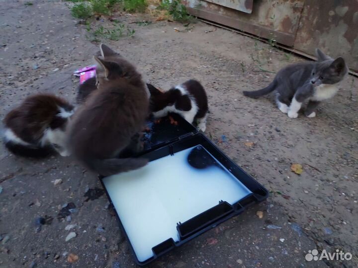 Котята в добрые руки