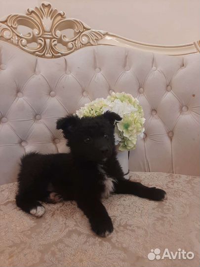 Идеальный компаньон привита, с доставкой