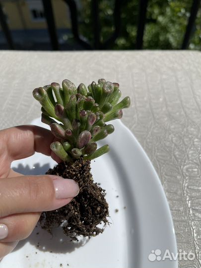 Крассула голлум вариегатная(белая вар.)