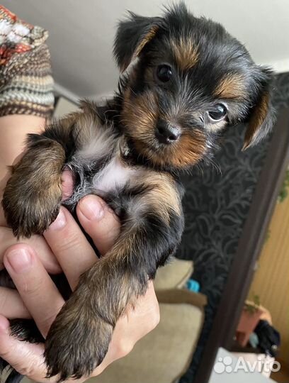 Йоркширский терьер