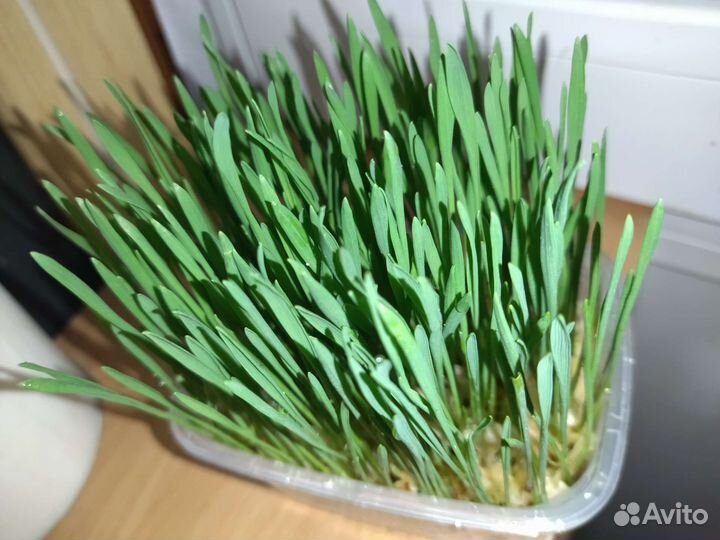 Трава для животных (кошек, собак, попугаев и тд.)