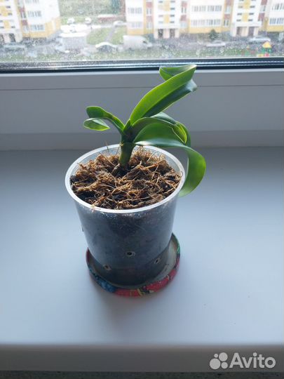 Орхидея Irene dobkin