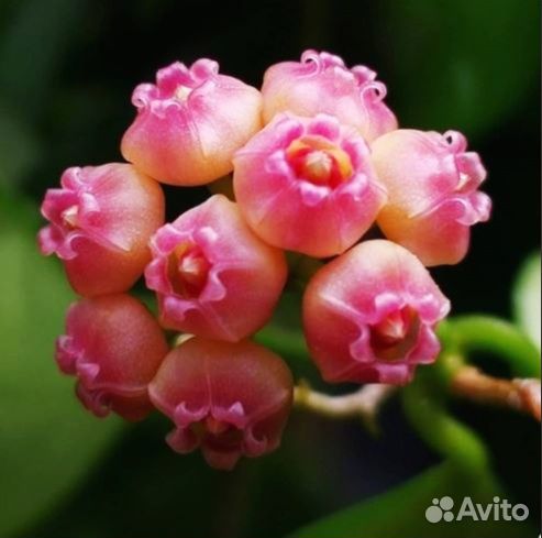 Hoya Heuschkeliana variegated Хойя Хешкелиана вар