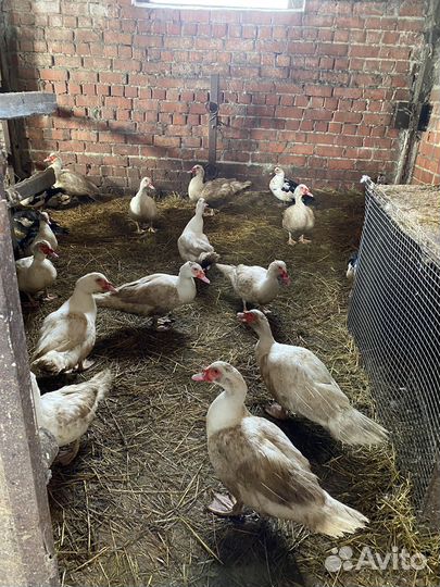 Мускусные утки