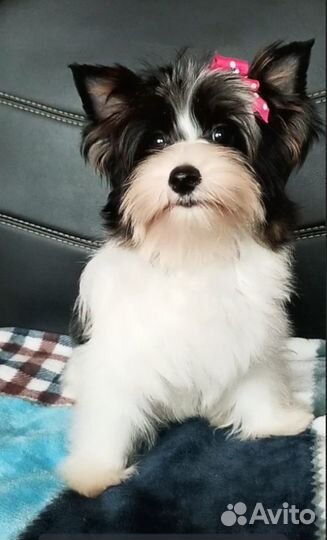 Девочка Елана