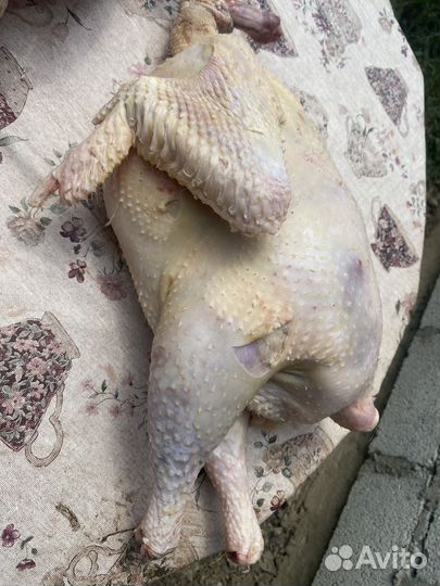 Индюки на мясо