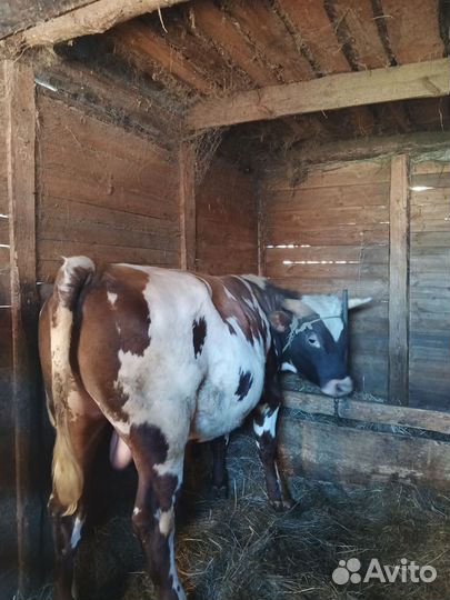 Бычки на мясо