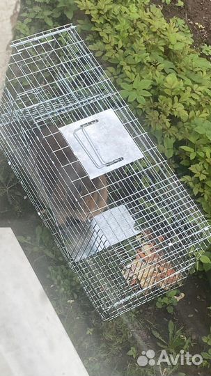 Клетка-ловушка, котоловка