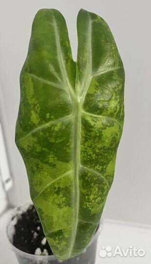 Алоказия Лонгилоба aurea вариегатная