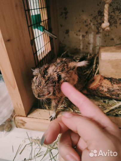 Отдам в хорошие руки