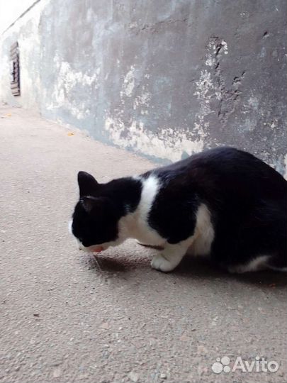 Кошечка в добрые руки