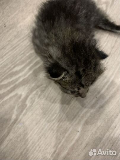 Отдам котят