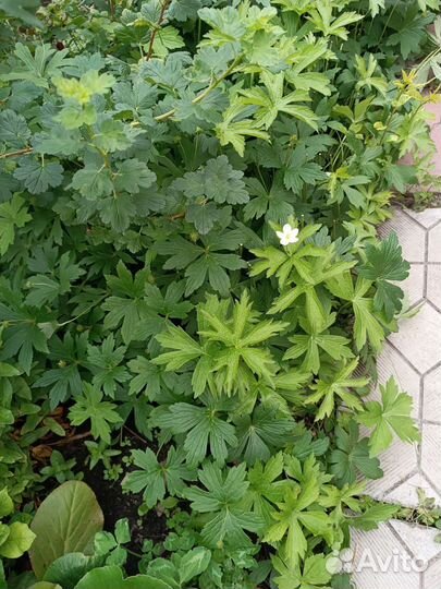 Многолетние цветы