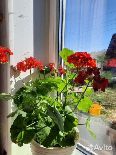 Пеларгония герань