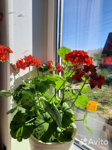 Пеларгония герань