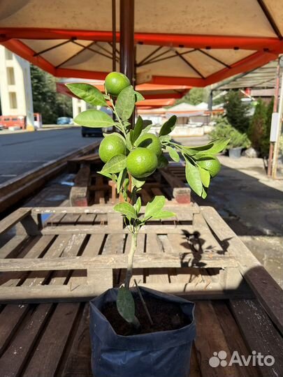 Саженцы Лимон, Мандарин, Кумкват, Апельсин