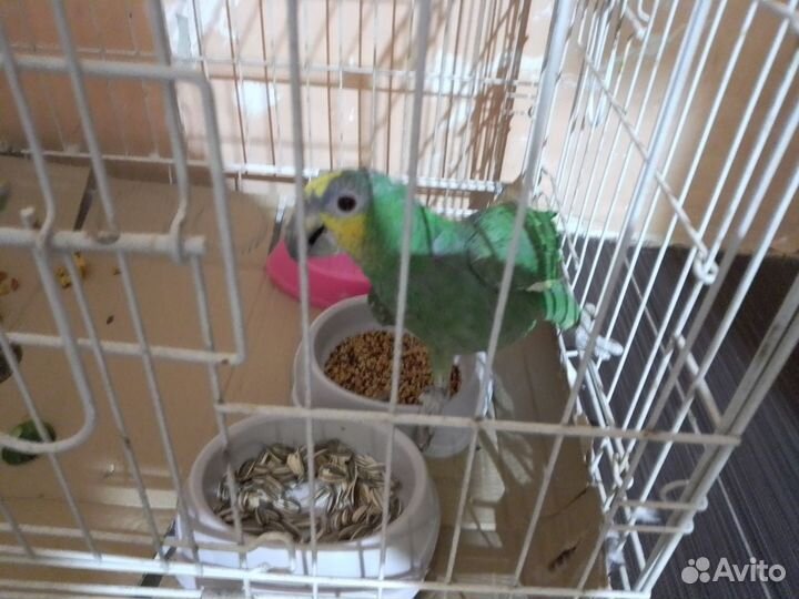 Венесуэльский амазон