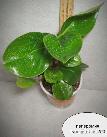 Ктенанте, филодендрон