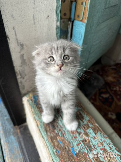 Котята в хорошие руки