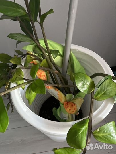 Замиокулькас