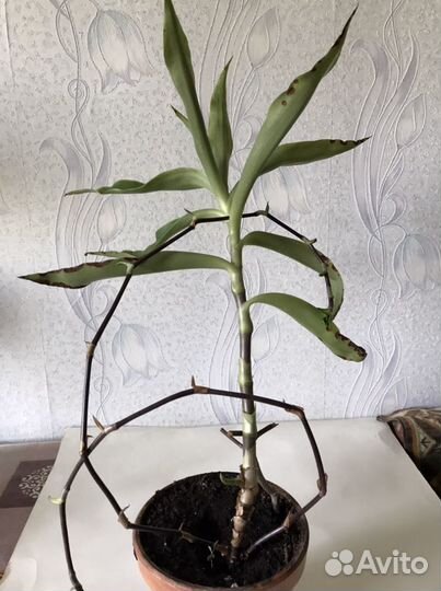 Лекарственные комнатные цветы