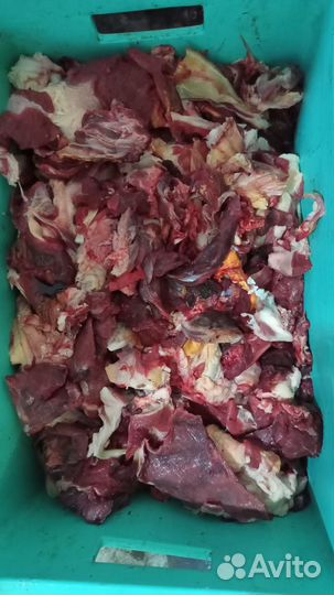 Продам обрезь говяжью