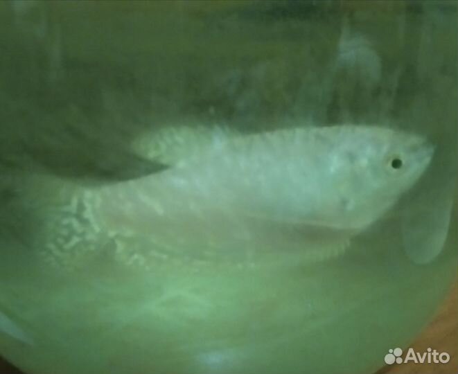 Снежный Гурами