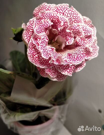 Глоксиния Мурена