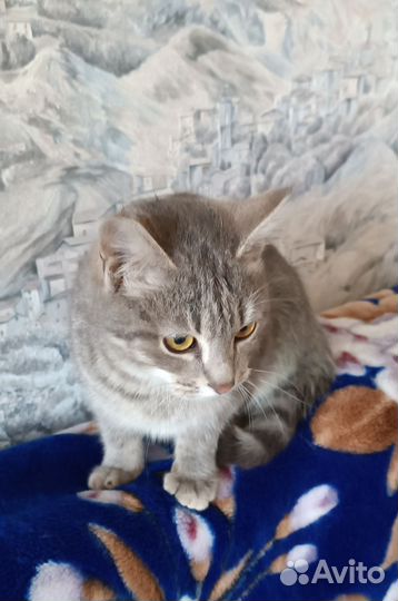 Котенок