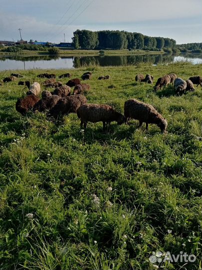 Овцы бараны