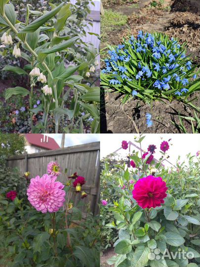 Многолетние садовые растения