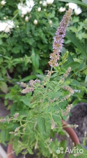 Мята 32 сорта,монарда