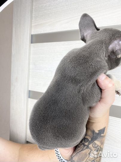 Французский бульдог голубой мальчик