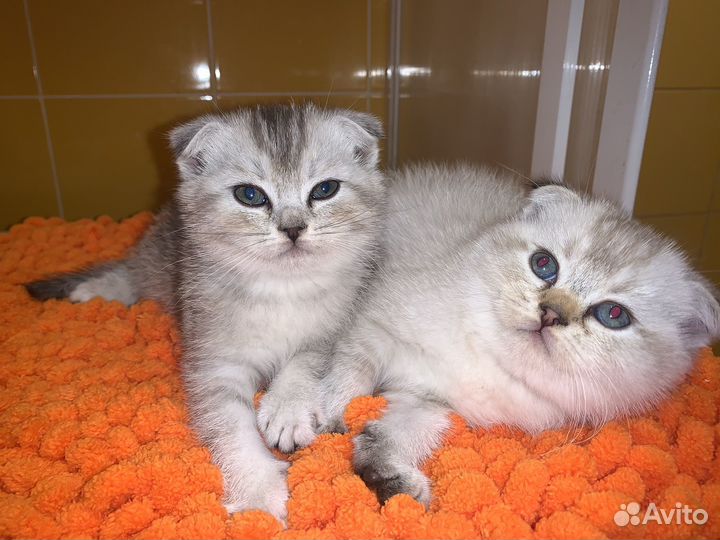 Шотландские вислоухие котята