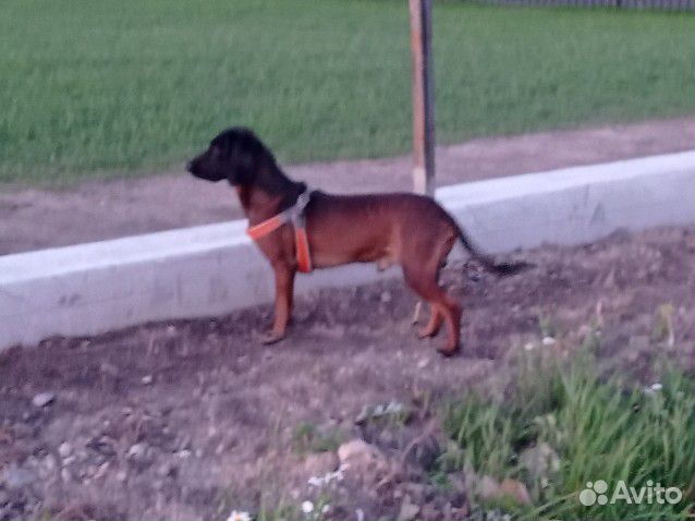 Вязка Баварская горная гончая