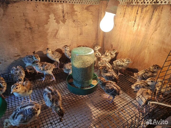 Суточный охотничий Фазан, Фазанята подрощенные