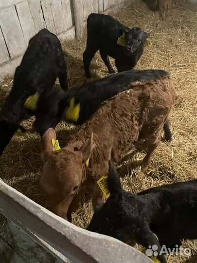 Телята бычки и телки