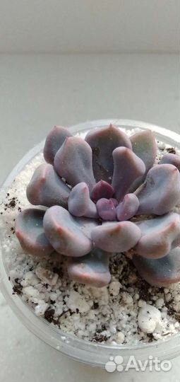 Граптоверия Дебби