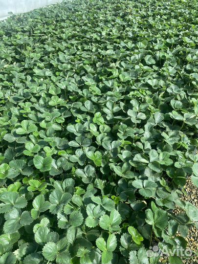 Рассада клубники сорт Априка