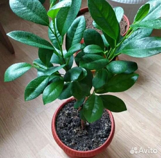 Фикус мокламе