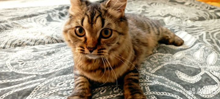 Кошечка в добрые ручки