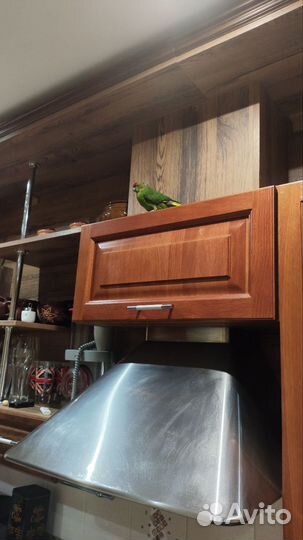 Попугай какарик