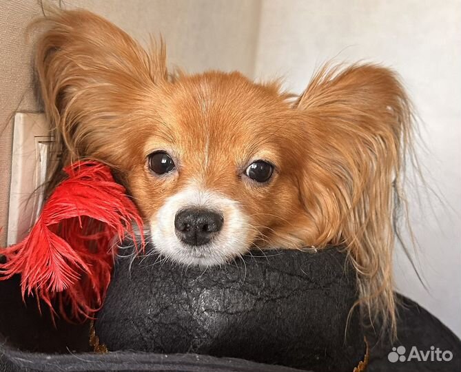 Ищем невесту