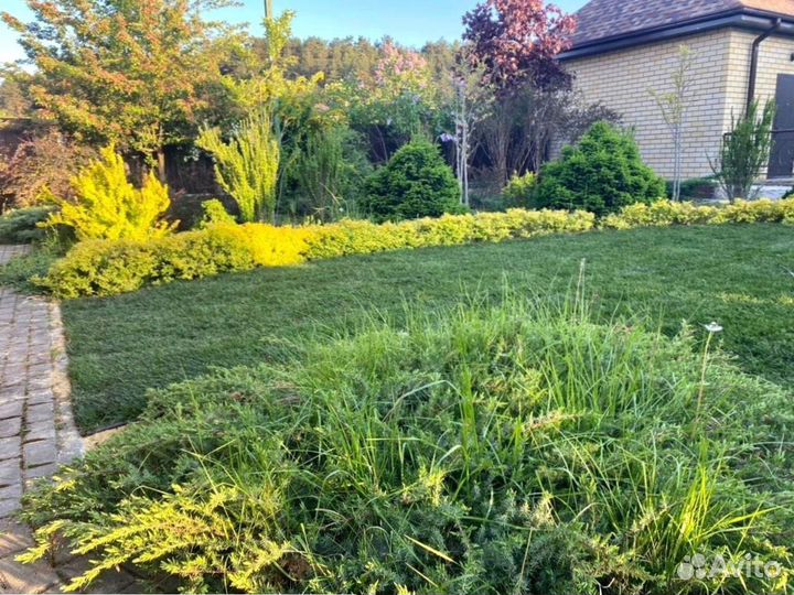 Укладка рулонного газона - 100 мятлик