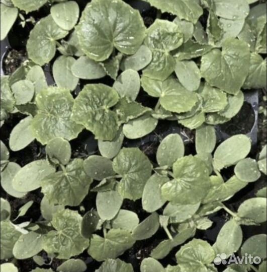 Огурец самоопыляемый