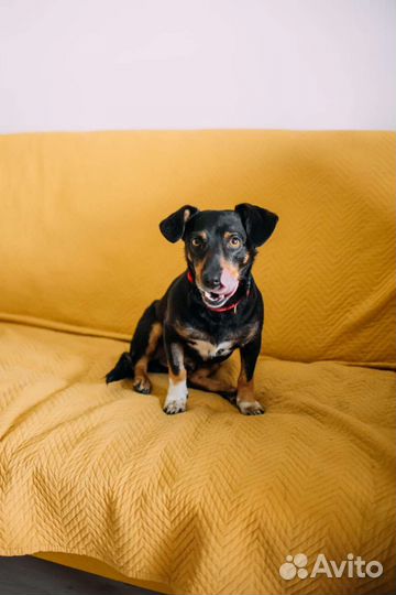 Метис таксы с доставкой