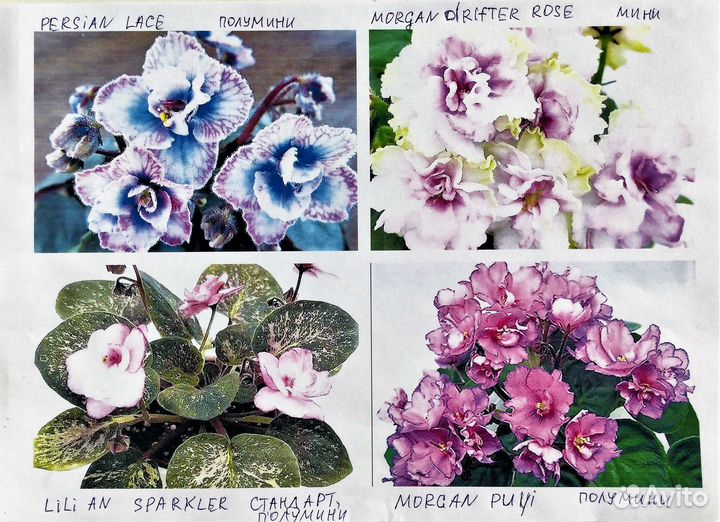 Сортовые фиалки зарубежных селекционеров