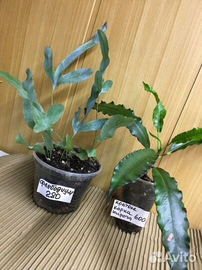 Антуриум мини зизу, лили,аглаонема ред драгон